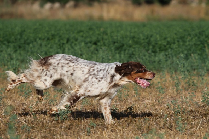 Hera Du Mas De Brégançon