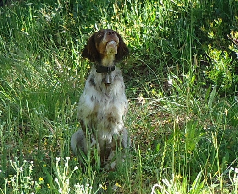 Hera Du Mas De Brégançon