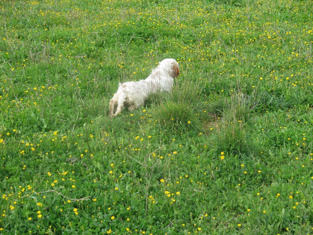 Mikki du Parc des Chaumes