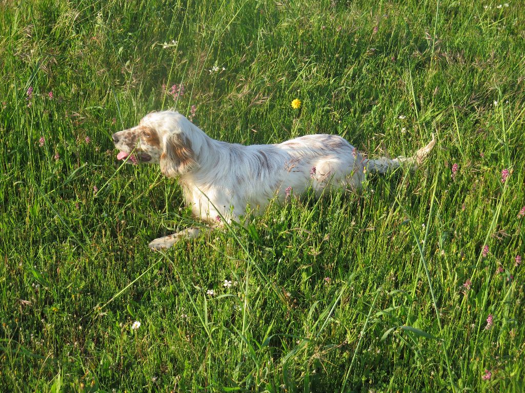 Mikki du Parc des Chaumes