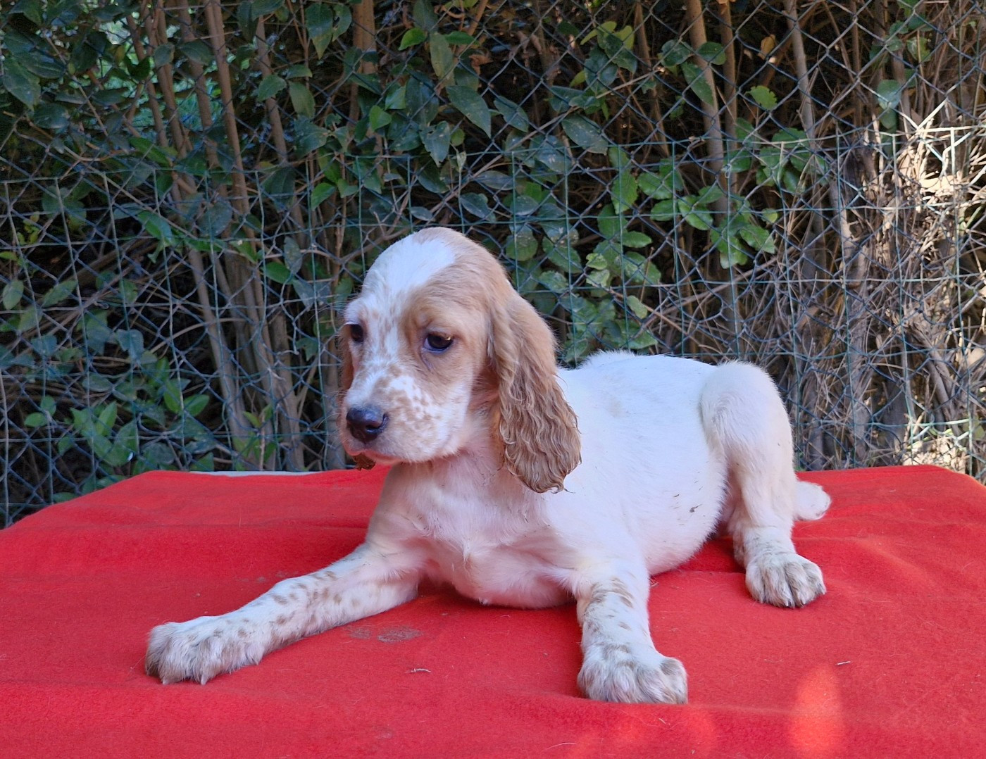 Du Mas De Brégançon - Chiots disponibles - Setter Anglais