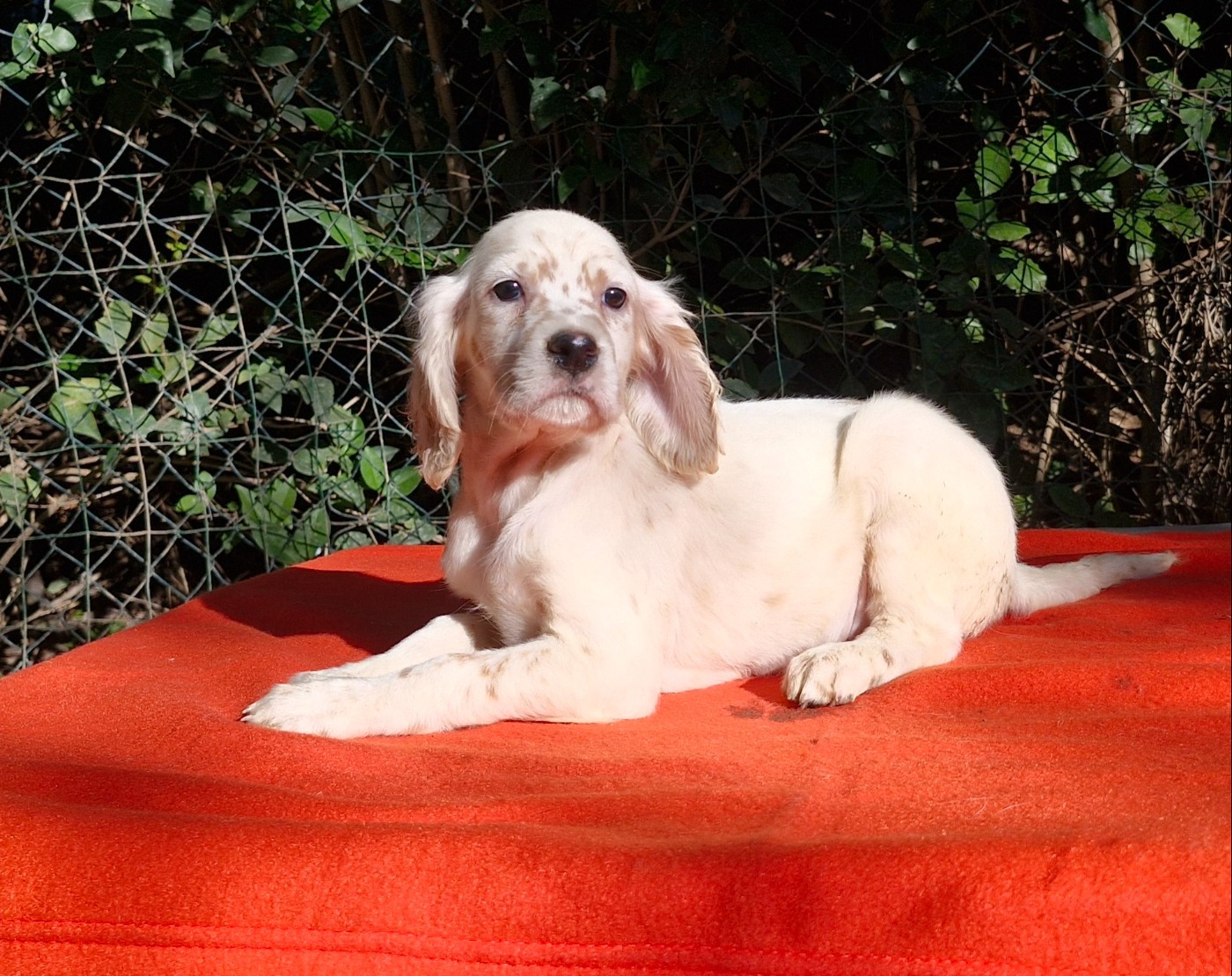 Du Mas De Brégançon - Chiots disponibles - Setter Anglais