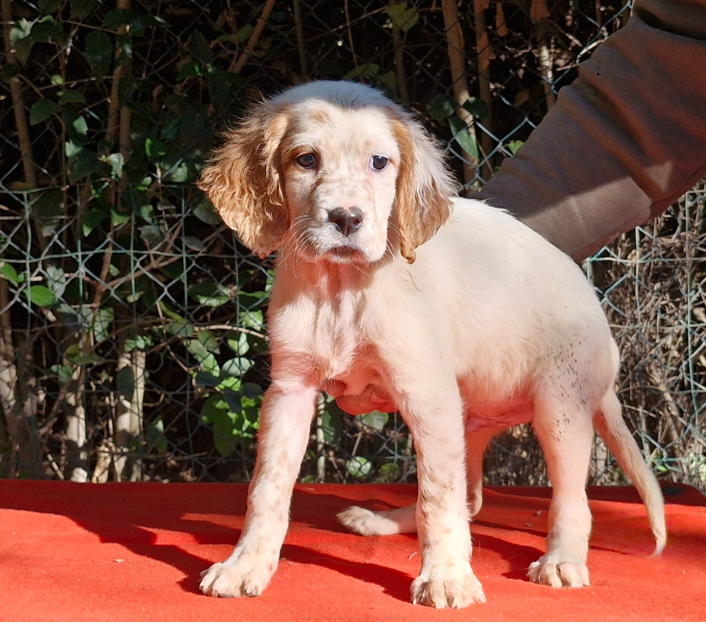 Du Mas De Brégançon - Chiots disponibles - Setter Anglais