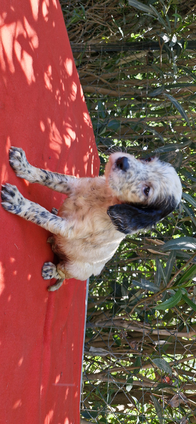 Du Mas De Brégançon - Chiots disponibles - Setter Anglais