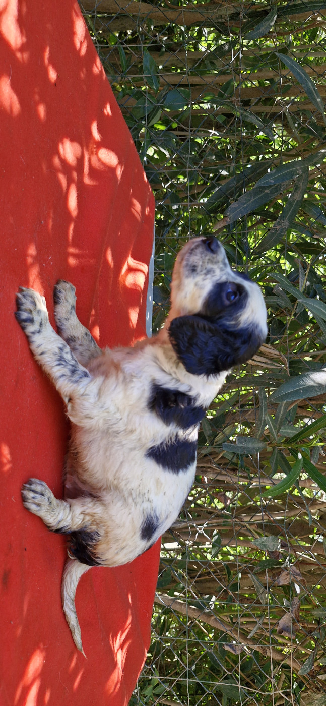 Du Mas De Brégançon - Chiots disponibles - Setter Anglais