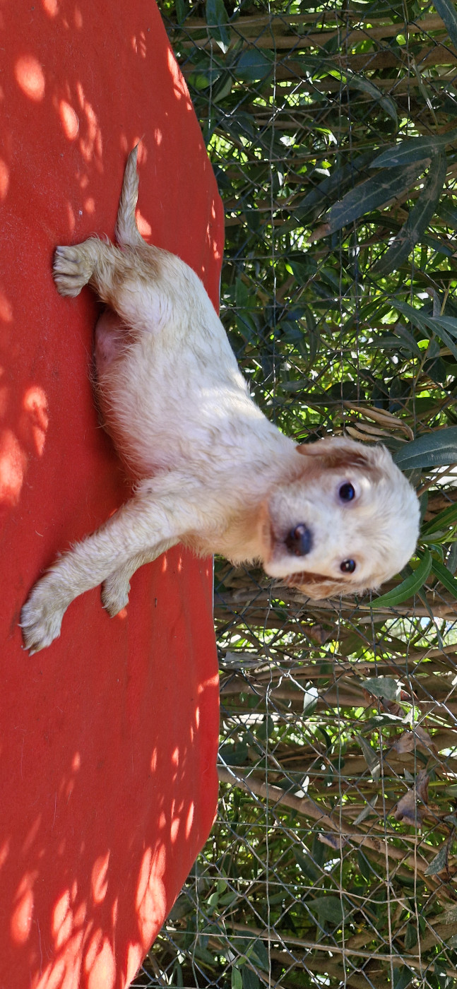 Du Mas De Brégançon - Chiots disponibles - Setter Anglais
