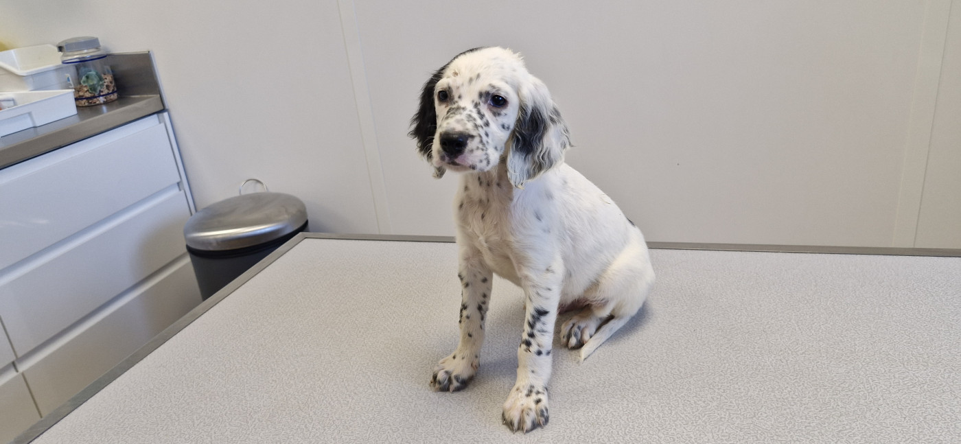 Du Mas De Brégançon - Chiots disponibles - Setter Anglais