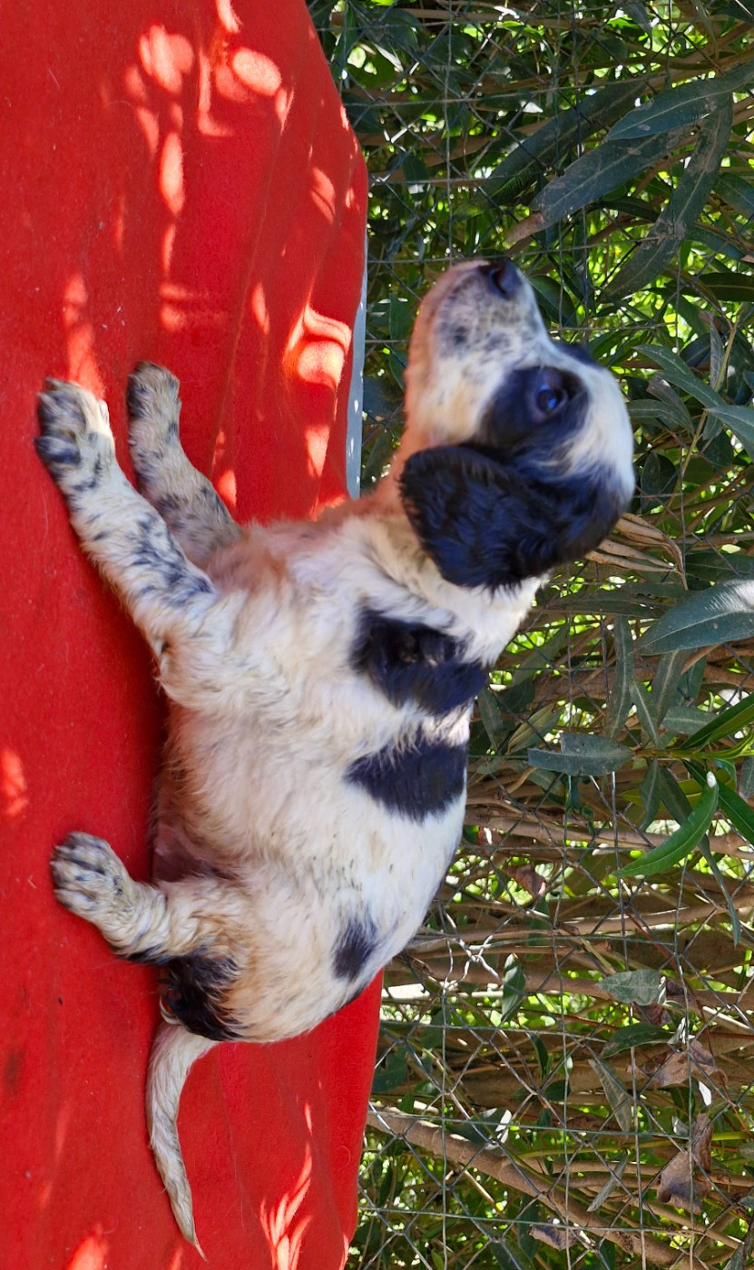 Du Mas De Brégançon - Chiots disponibles - Setter Anglais