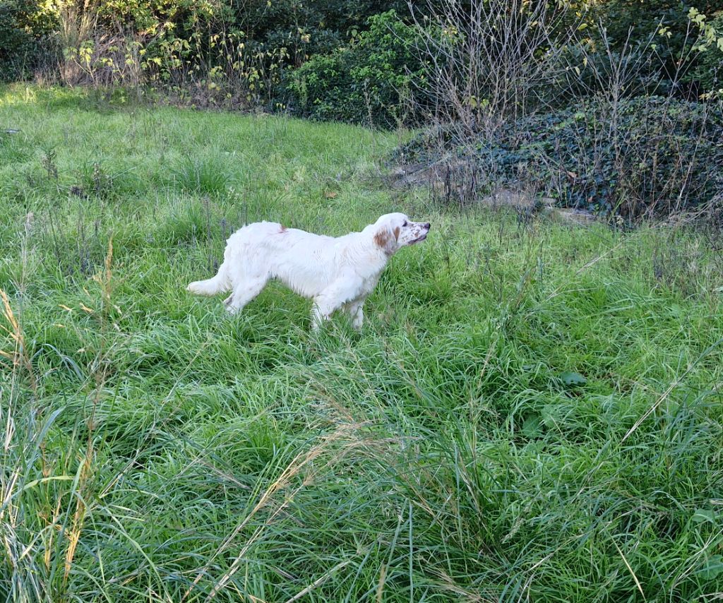 Du Mas De Brégançon - Chiots disponibles - Setter Anglais